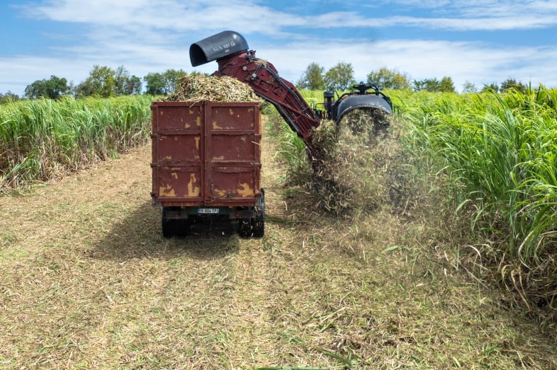 Machine à couper la canne à sucre